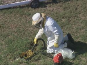 middle school children stung by bees